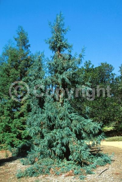 Unknown blooms; Evergreen; Needles or needle-like leaf