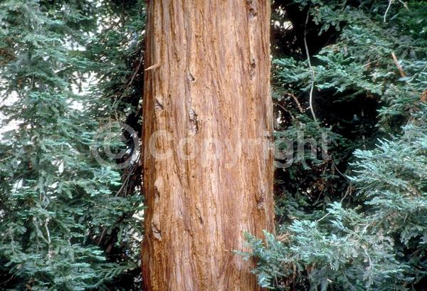 Unknown blooms; Evergreen; Needles or needle-like leaf; North American Native