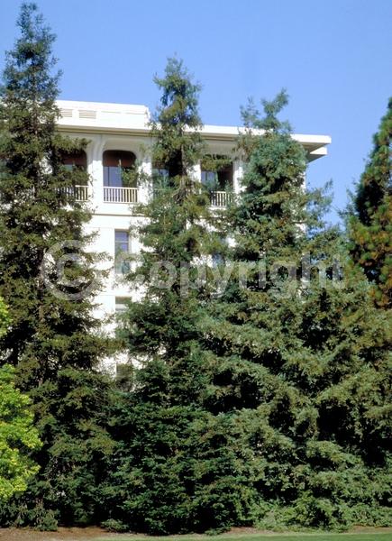 Unknown blooms; Evergreen; Needles or needle-like leaf; North American Native