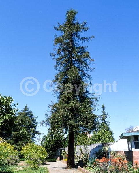 Unknown blooms; Evergreen; Needles or needle-like leaf; North American Native
