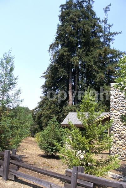 Unknown blooms; Evergreen; Needles or needle-like leaf; North American Native