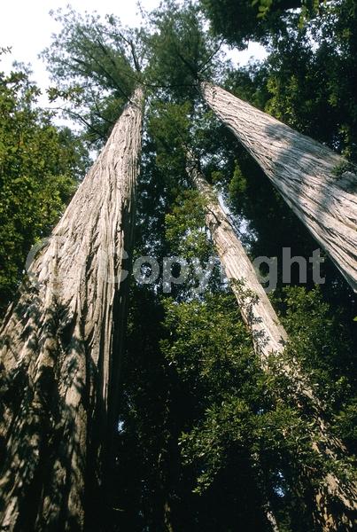 Unknown blooms; Evergreen; Needles or needle-like leaf; North American Native