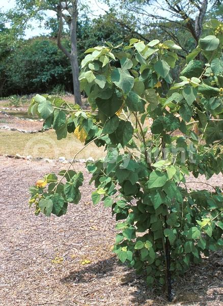 Yellow blooms; Deciduous; 