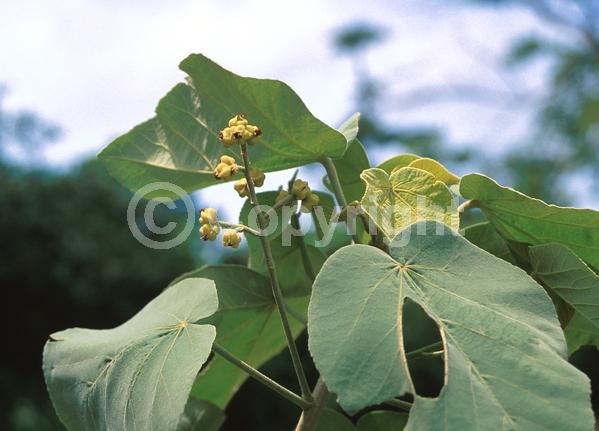 Yellow blooms; Deciduous; 