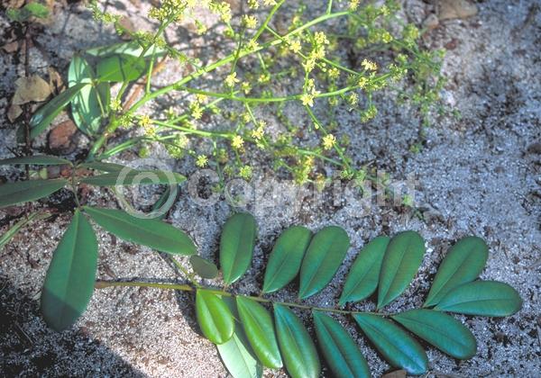 Yellow blooms; Evergreen; North American Native