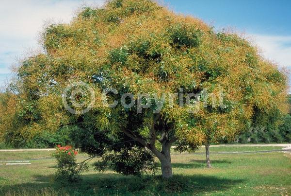 Yellow blooms; Evergreen; North American Native