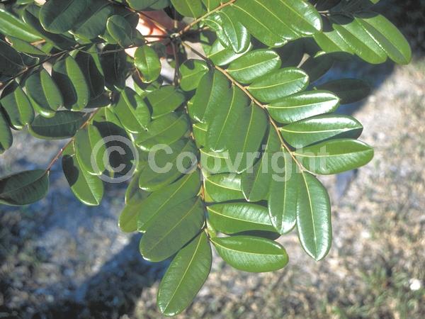 Yellow blooms; Evergreen; North American Native