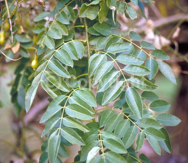 Yellow blooms; White blooms; Deciduous; Broadleaf