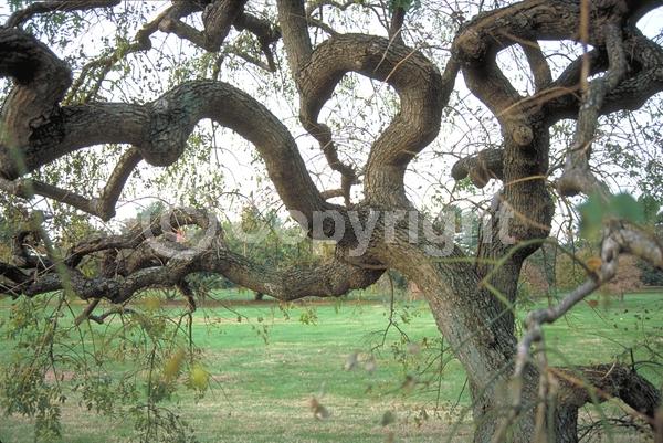 Yellow blooms; White blooms; Deciduous; Broadleaf