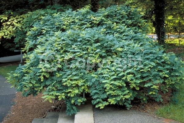 Yellow blooms; White blooms; Deciduous; Broadleaf