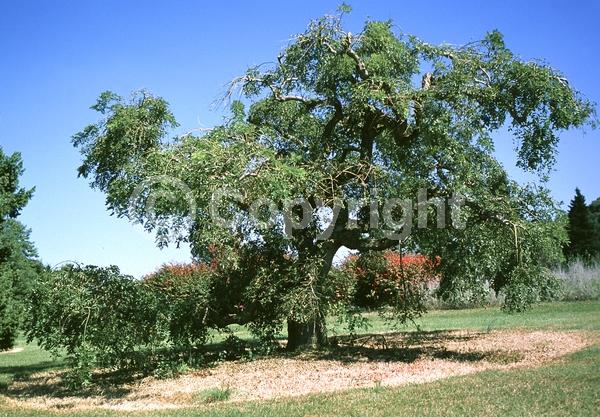 Yellow blooms; White blooms; Deciduous; Broadleaf