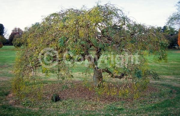 Yellow blooms; White blooms; Deciduous; Broadleaf