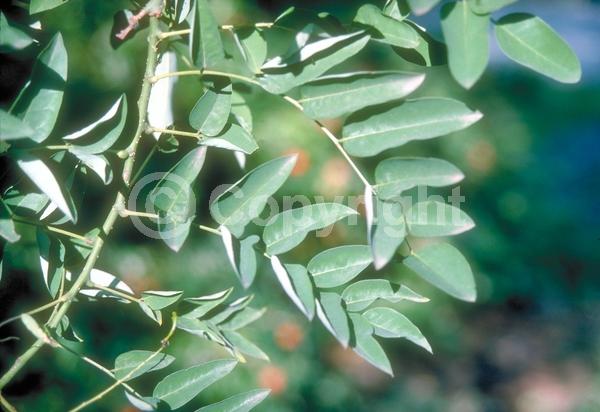 Yellow blooms; White blooms; Deciduous; Broadleaf