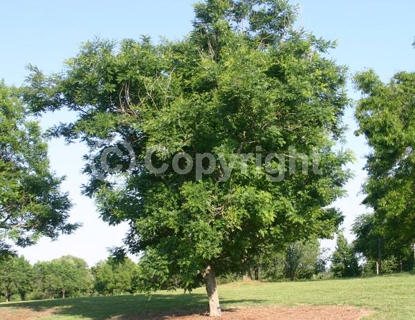 Yellow blooms; White blooms; Deciduous; Broadleaf