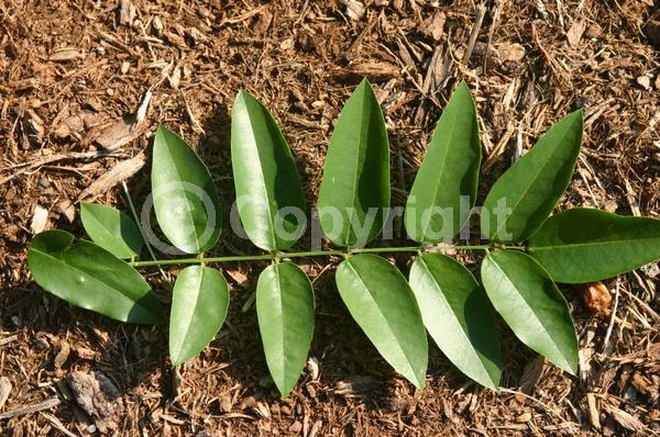Yellow blooms; White blooms; Deciduous; Broadleaf