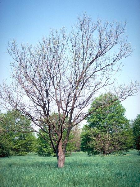 Yellow blooms; White blooms; Deciduous; Broadleaf