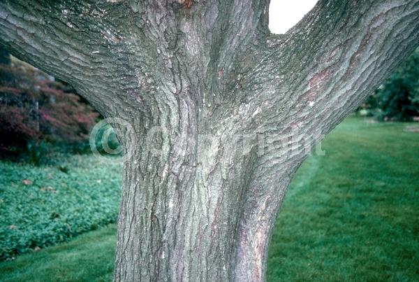 Yellow blooms; White blooms; Deciduous; Broadleaf