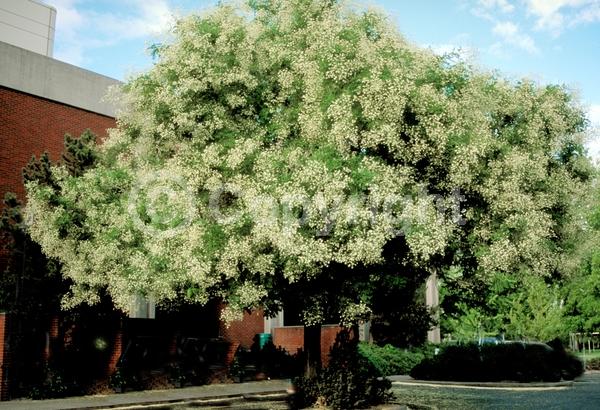Yellow blooms; White blooms; Deciduous; Broadleaf