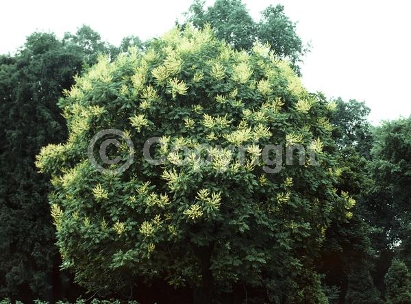 Yellow blooms; White blooms; Deciduous; Broadleaf