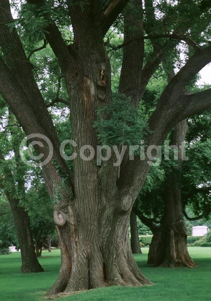 Yellow blooms; White blooms; Deciduous; Broadleaf