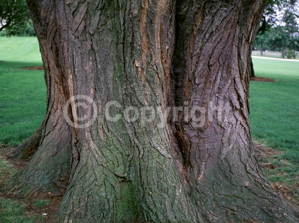 Yellow blooms; White blooms; Deciduous; Broadleaf