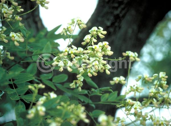 Yellow blooms; White blooms; Deciduous; Broadleaf
