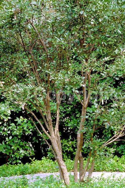 Purple blooms; Evergreen; North American Native
