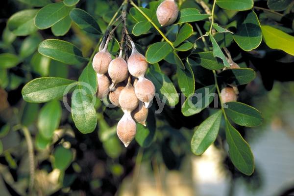 Purple blooms; Evergreen; North American Native