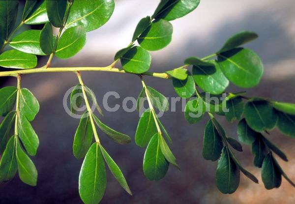 Purple blooms; Evergreen; North American Native