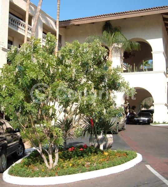 Purple blooms; Evergreen; North American Native