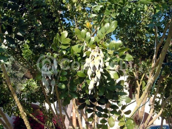 Purple blooms; Evergreen; North American Native