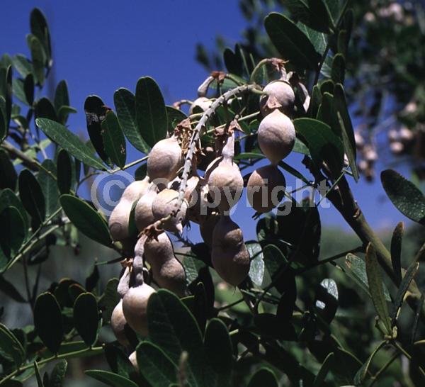 Purple blooms; Evergreen; North American Native