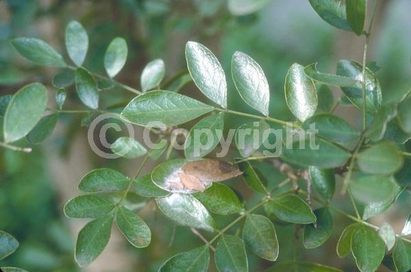 Purple blooms; Evergreen; North American Native