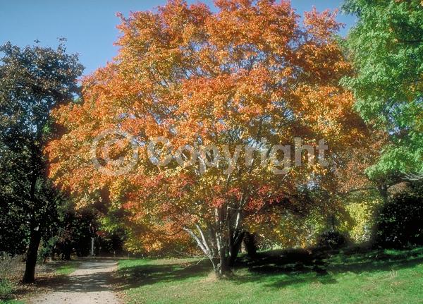 White blooms; Deciduous; Broadleaf