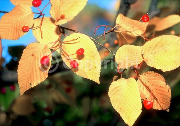 White blooms; Deciduous; Broadleaf