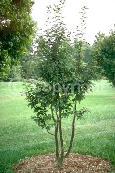 White blooms; Deciduous; Broadleaf