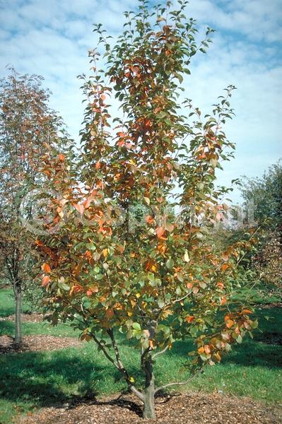 White blooms; Deciduous; Broadleaf