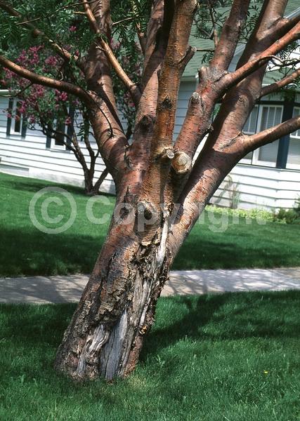 White blooms; Deciduous; Broadleaf