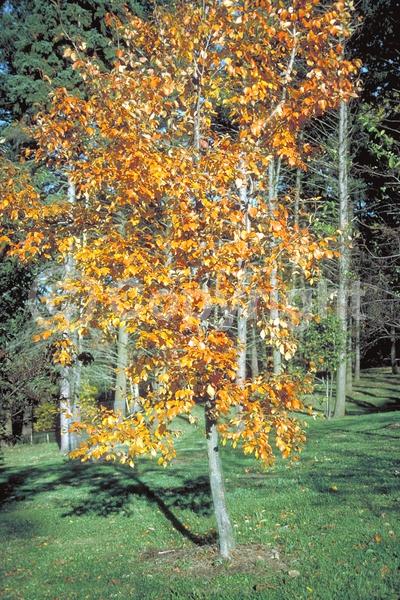 White blooms; Deciduous; Broadleaf