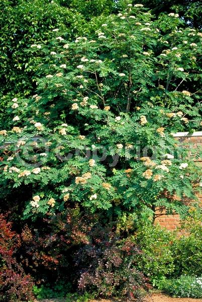 White blooms; Deciduous; Broadleaf; North American Native