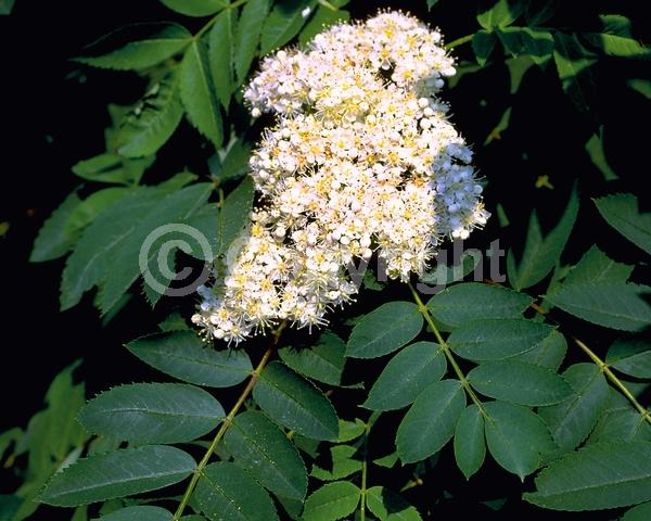 White blooms; Deciduous; Broadleaf; North American Native