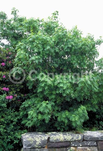 White blooms; Deciduous; Broadleaf; North American Native