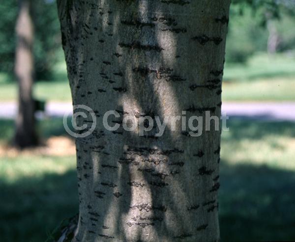 White blooms; Deciduous; Broadleaf