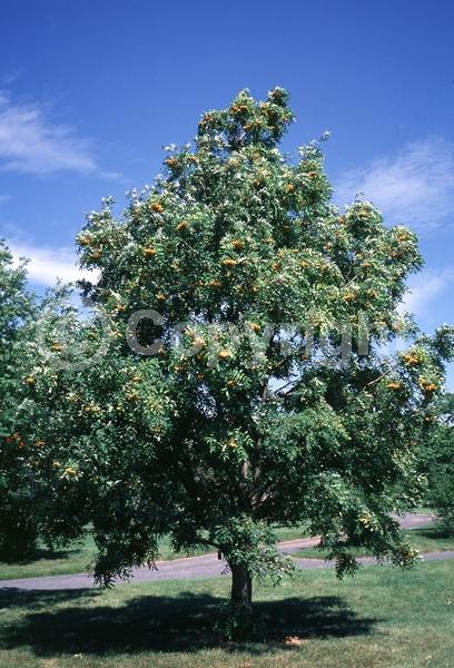 White blooms; Deciduous; Broadleaf