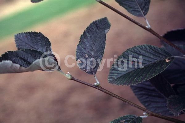 White blooms; Deciduous; Broadleaf