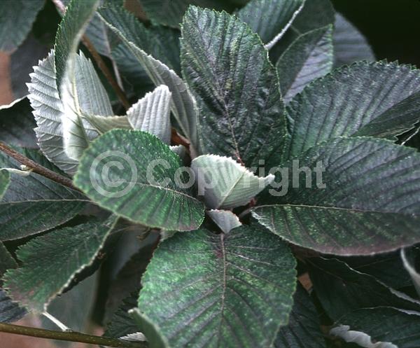 White blooms; Deciduous; Broadleaf
