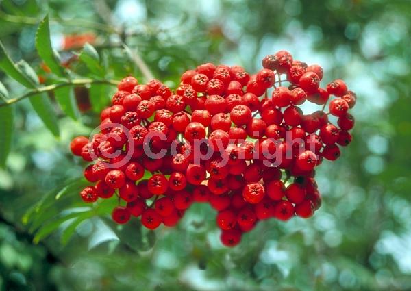 White blooms; Deciduous; Broadleaf