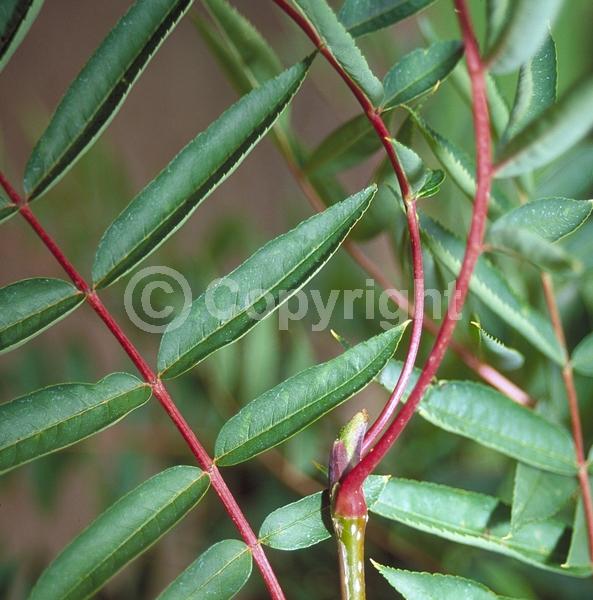 White blooms; Deciduous; Broadleaf