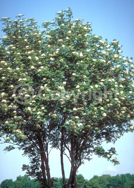 White blooms; Deciduous; Broadleaf