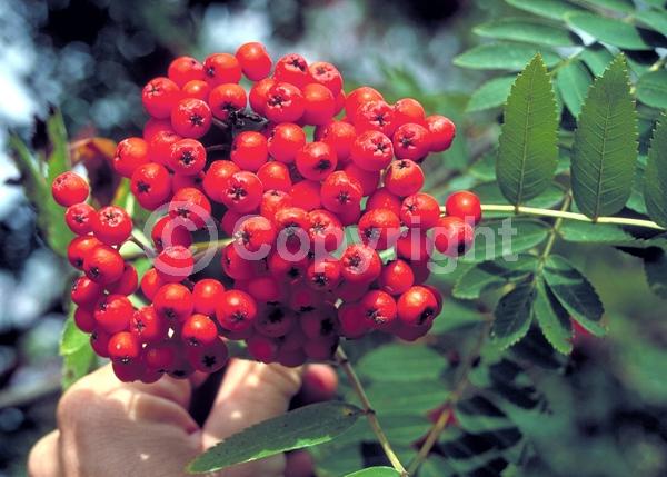 White blooms; Deciduous; Broadleaf